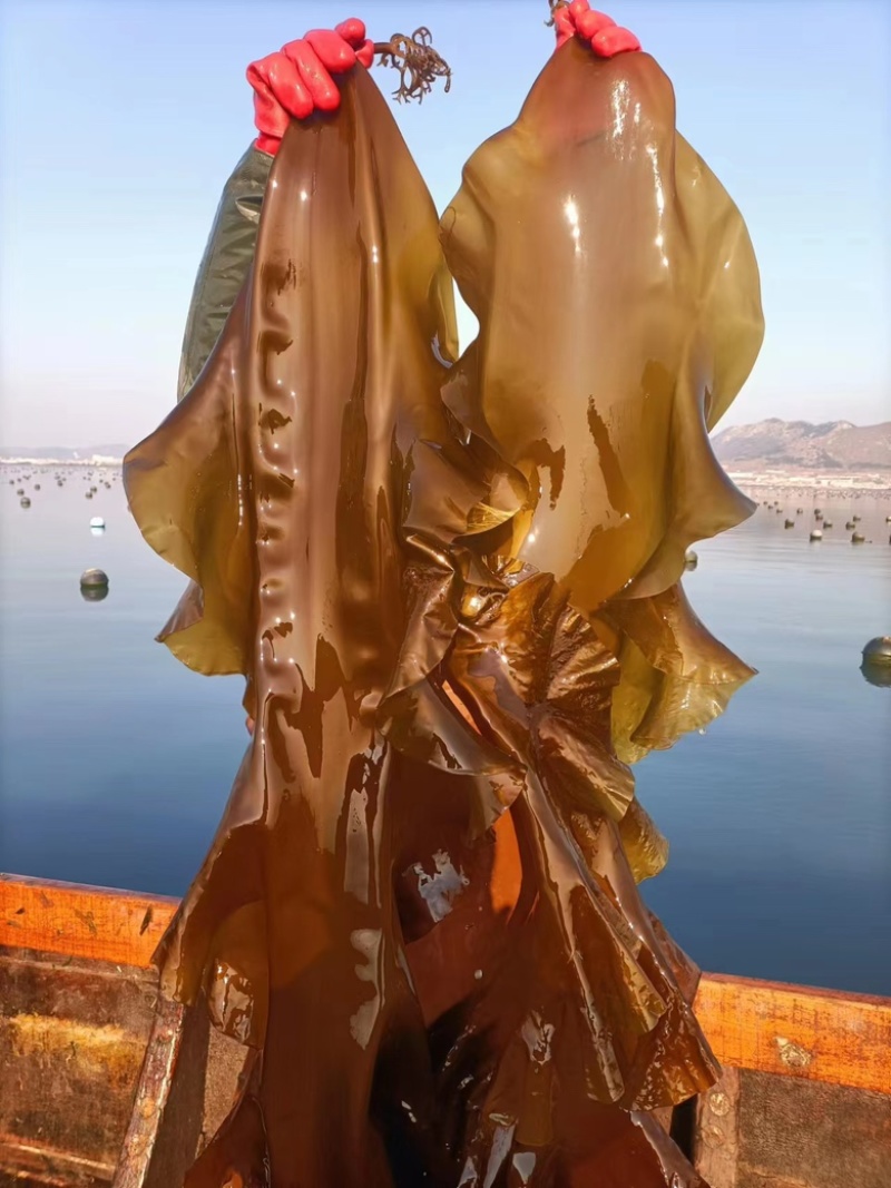 优选鲜海带产地一手货源质量保障价格优惠大量供应