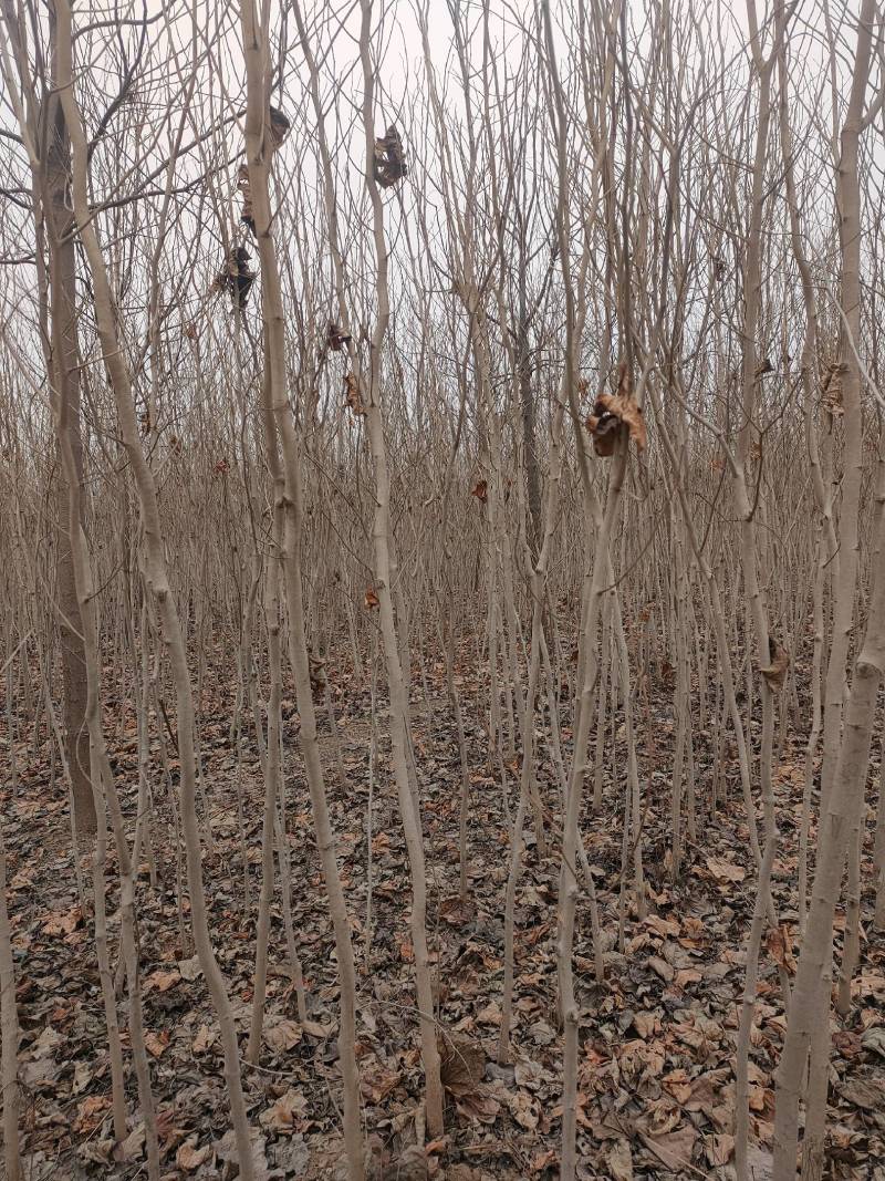 巨紫荆，太康巨紫荆1-3公分！巨紫荆小苗