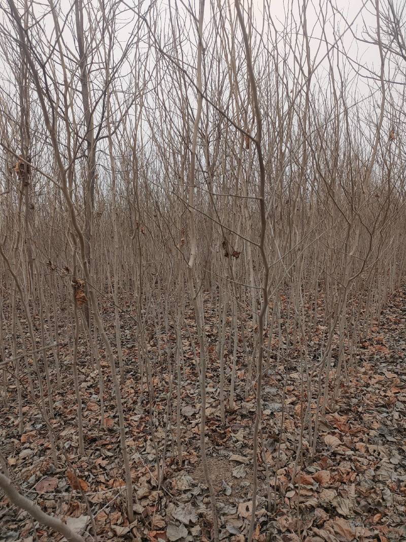 巨紫荆，太康巨紫荆1-3公分！巨紫荆小苗