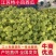 【抢购】江苏宿迁沭阳西瓜特小凤西瓜大量有货糖分高价格优惠