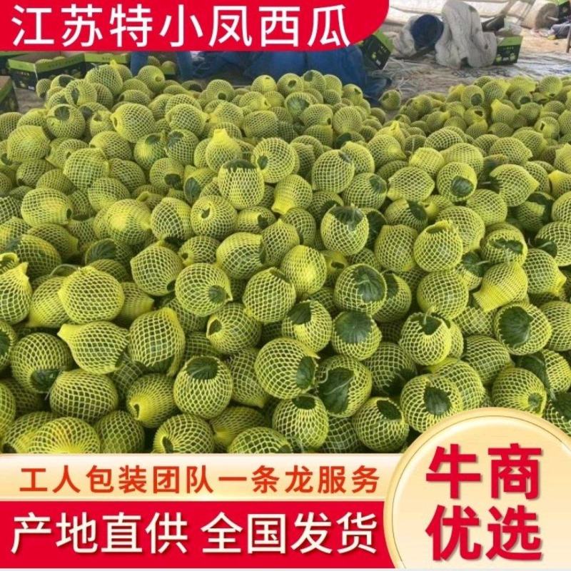 【抢购】江苏宿迁沭阳西瓜特小凤西瓜大量有货糖分高价格优惠