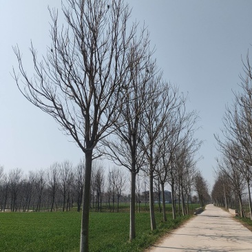 周口楸树，太康楸树，路树精品楸树，楸树价格！15公分楸树