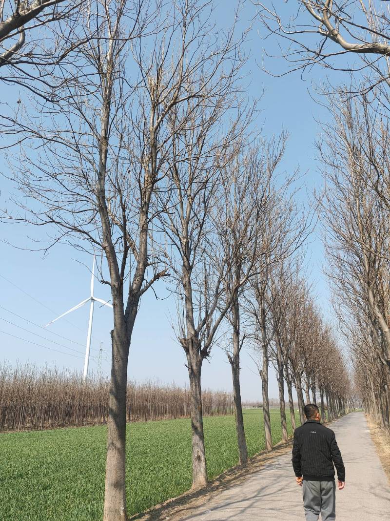 周口楸树，太康楸树，路树精品楸树，楸树价格！15公分楸树