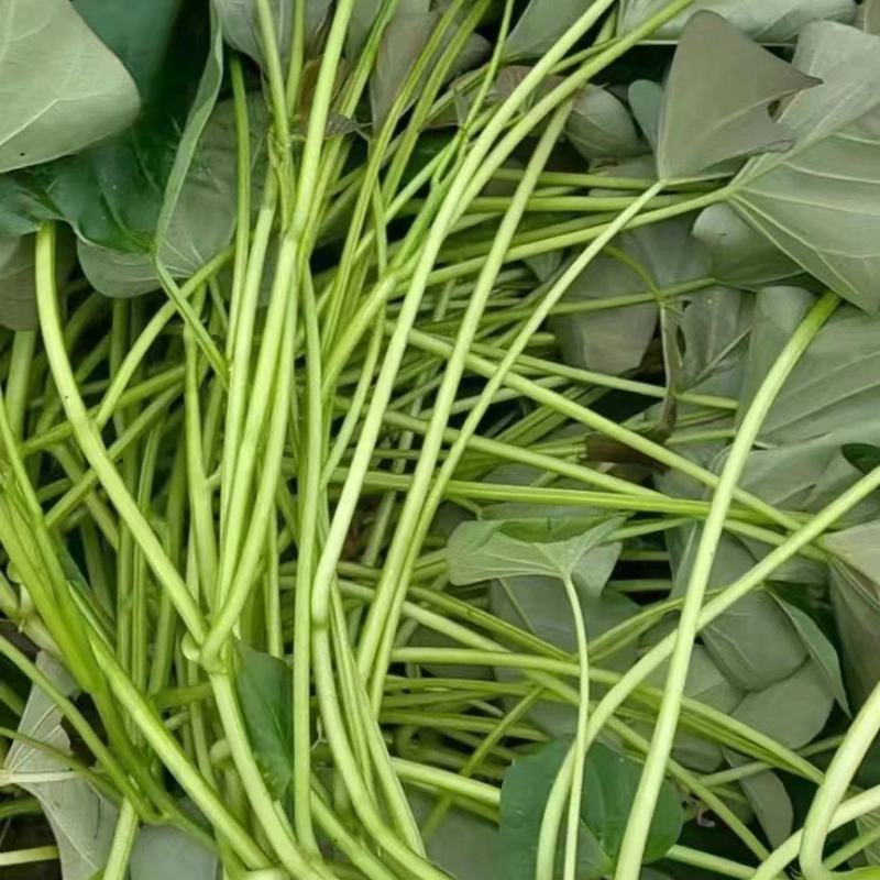 《济薯25红薯苗》各种脱毒红薯苗/小花叶，济薯/烟薯