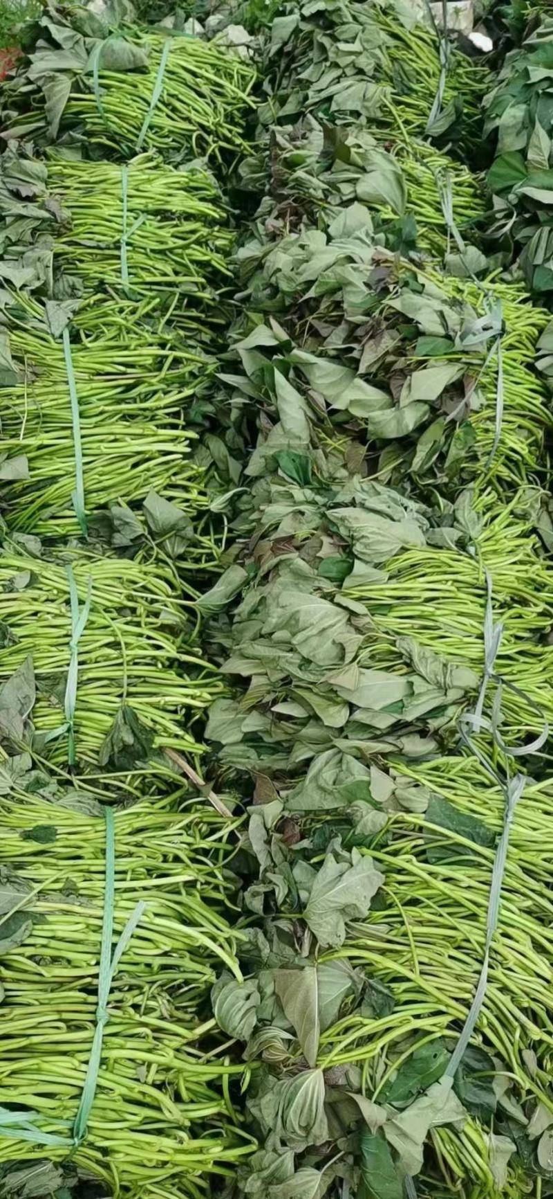 《济薯25红薯苗》各种脱毒红薯苗/小花叶，济薯/烟薯