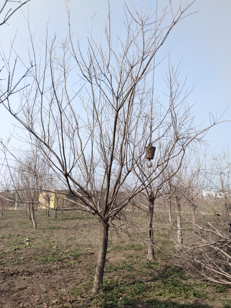 精品黄栌、自产自销，精品货，量大，质优价廉