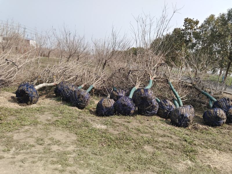 精品黄栌、自产自销，精品货，量大，质优价廉