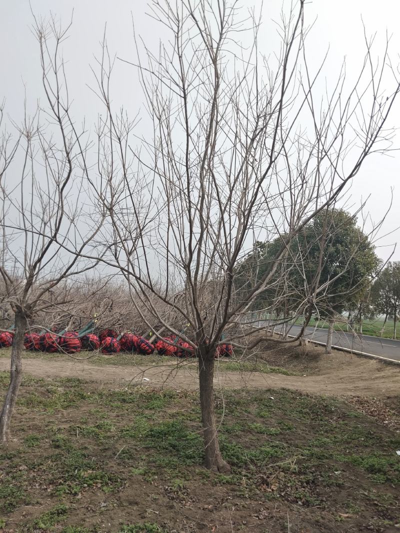 精品黄栌、自产自销，精品货，量大，质优价廉
