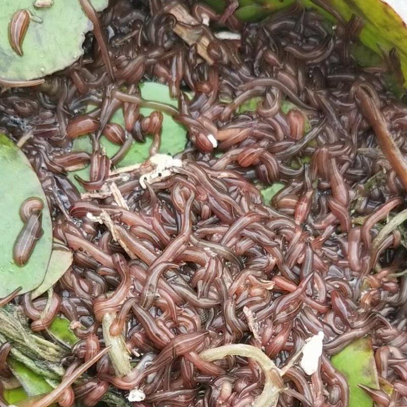 特种养殖，宽体金线蛭，蚂蟥，苏南特大种苗，幼苗