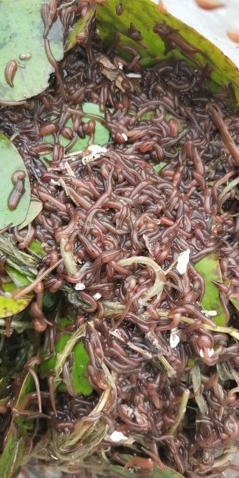 特种养殖，宽体金线蛭，蚂蟥，苏南特大种苗，幼苗