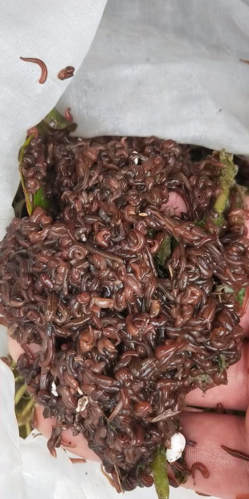 特种养殖，宽体金线蛭，蚂蟥，苏南特大种苗，幼苗