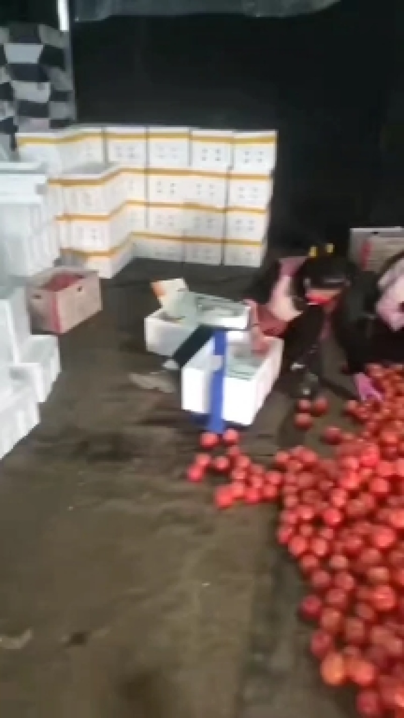 《老兵菜站》硬粉西红柿/产地直发/一手货源/品质保证