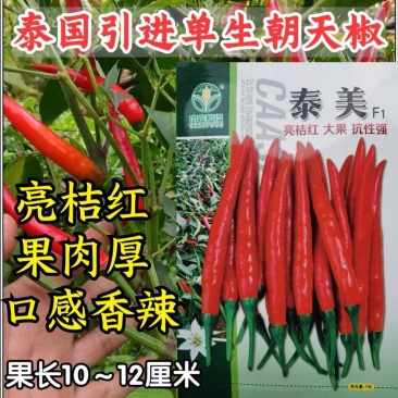 泰美朝天椒种子单生泰国大果高产香辣高辣泡椒小米辣椒种子