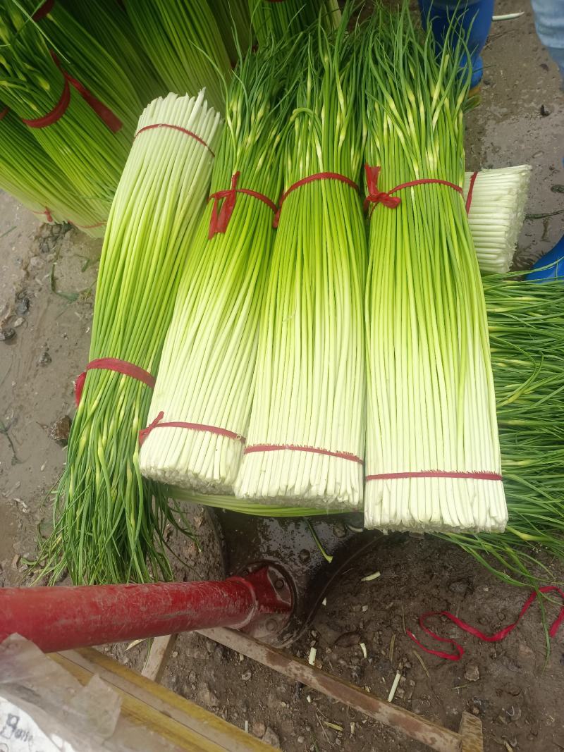 徐州丰县红帽蒜苔直发全国各地