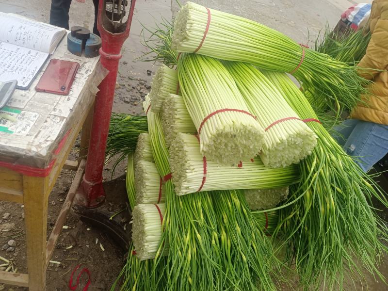 徐州丰县白帽蒜苔直发全国各地