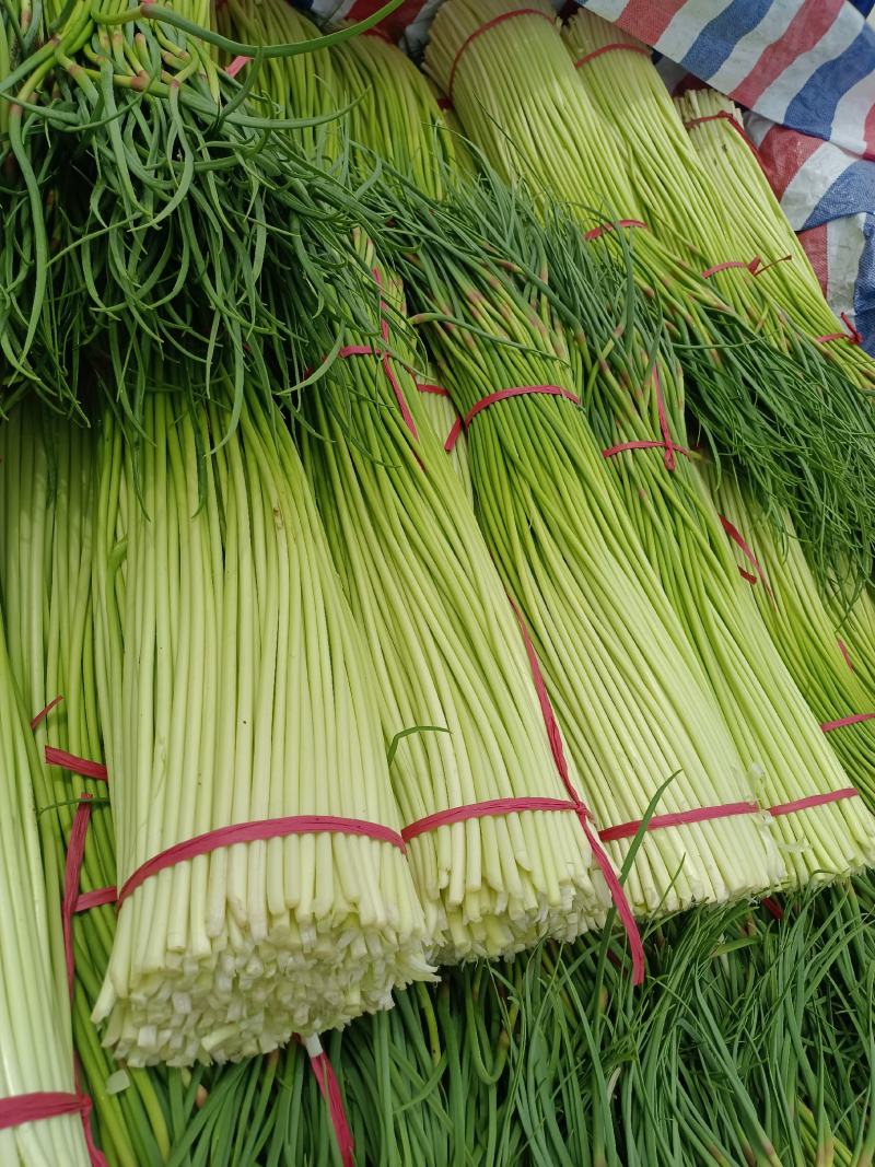 徐州丰县白帽蒜苔直发全国各地