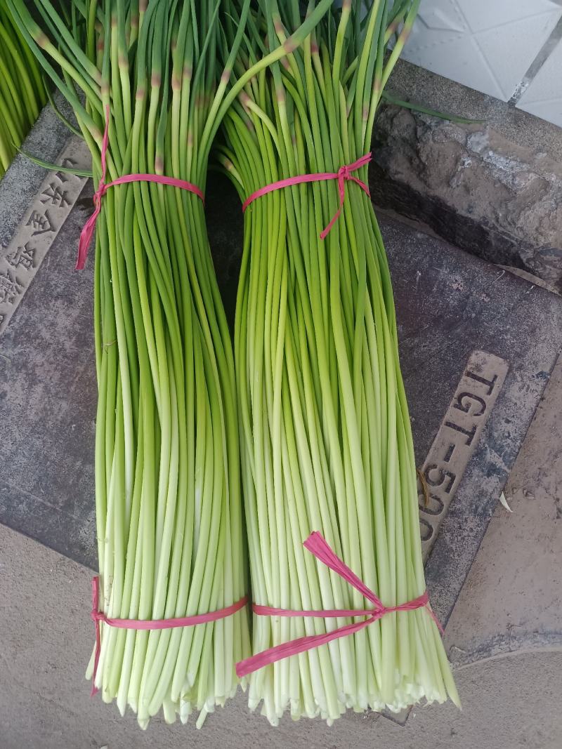 徐州丰县白帽蒜苔直发全国各地