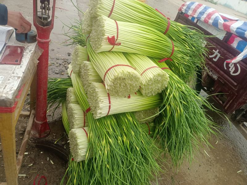 徐州丰县白帽蒜苔直发全国各地