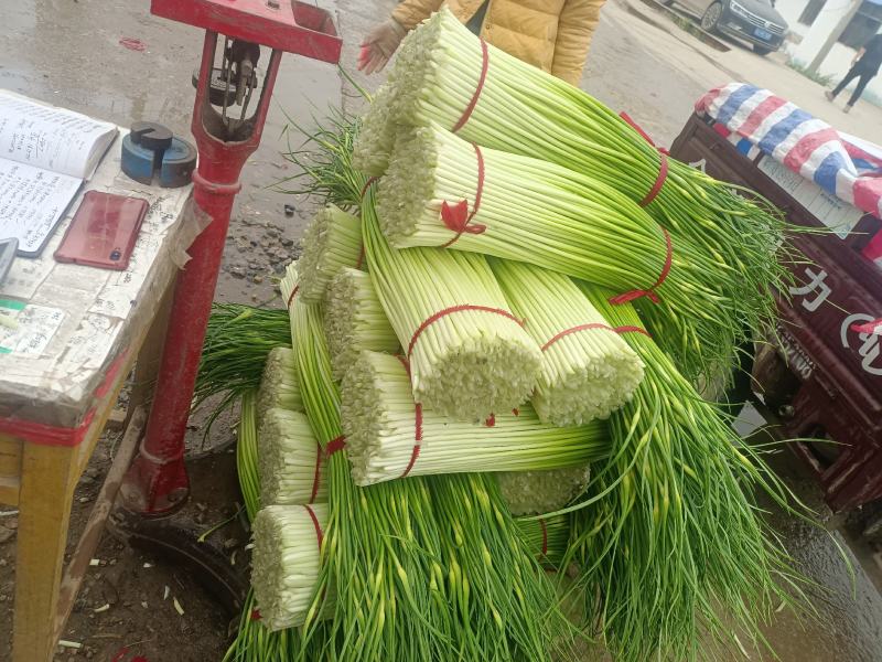徐州丰县白帽蒜苔直发全国各地