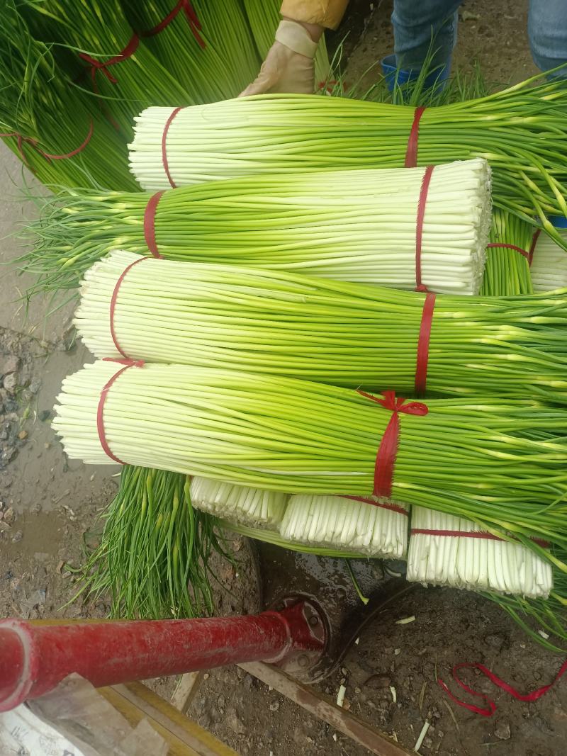 徐州丰县白帽蒜苔直发全国各地