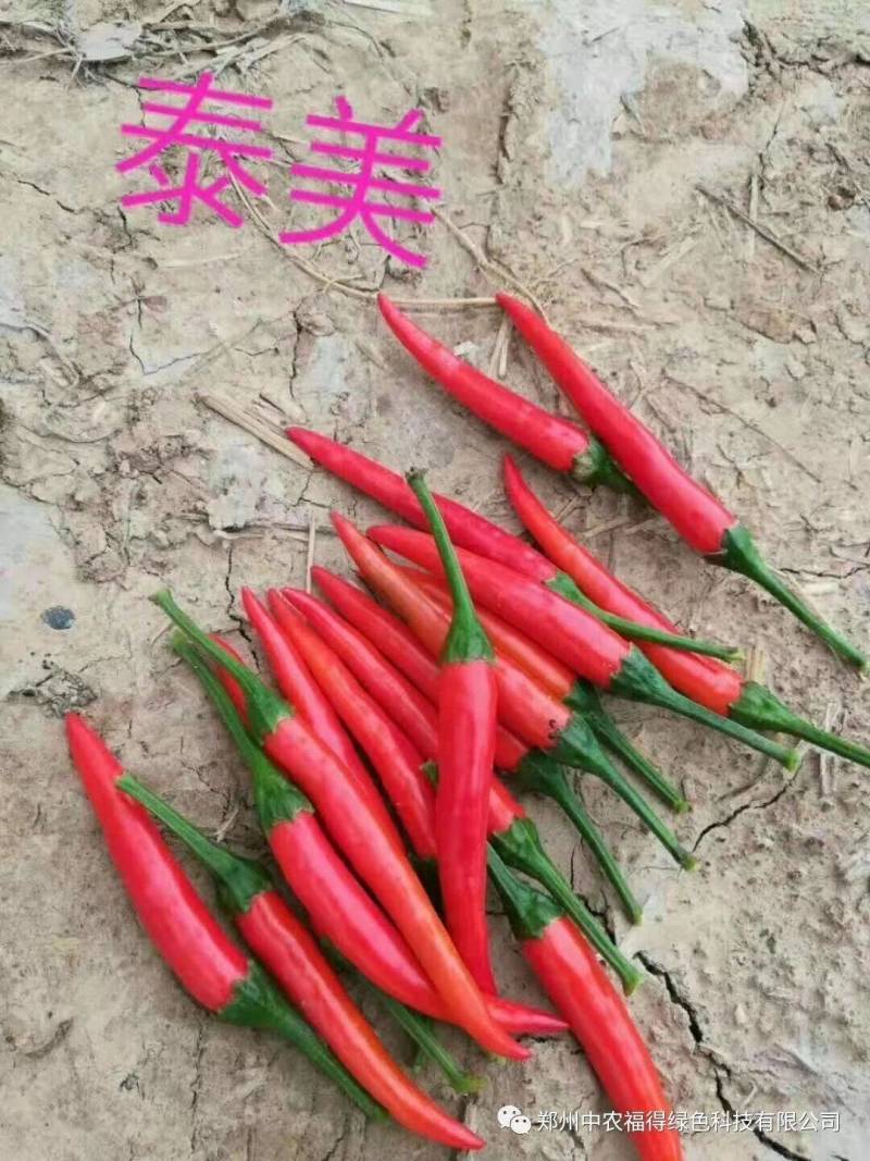 泰美朝天椒种子单生泰国大果高产香辣高辣泡椒小米辣椒种子