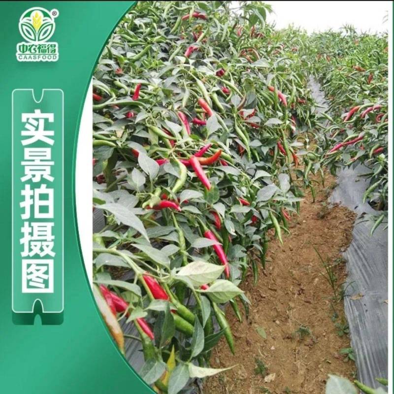 泰美朝天椒种子单生泰国大果高产香辣高辣泡椒小米辣椒种子