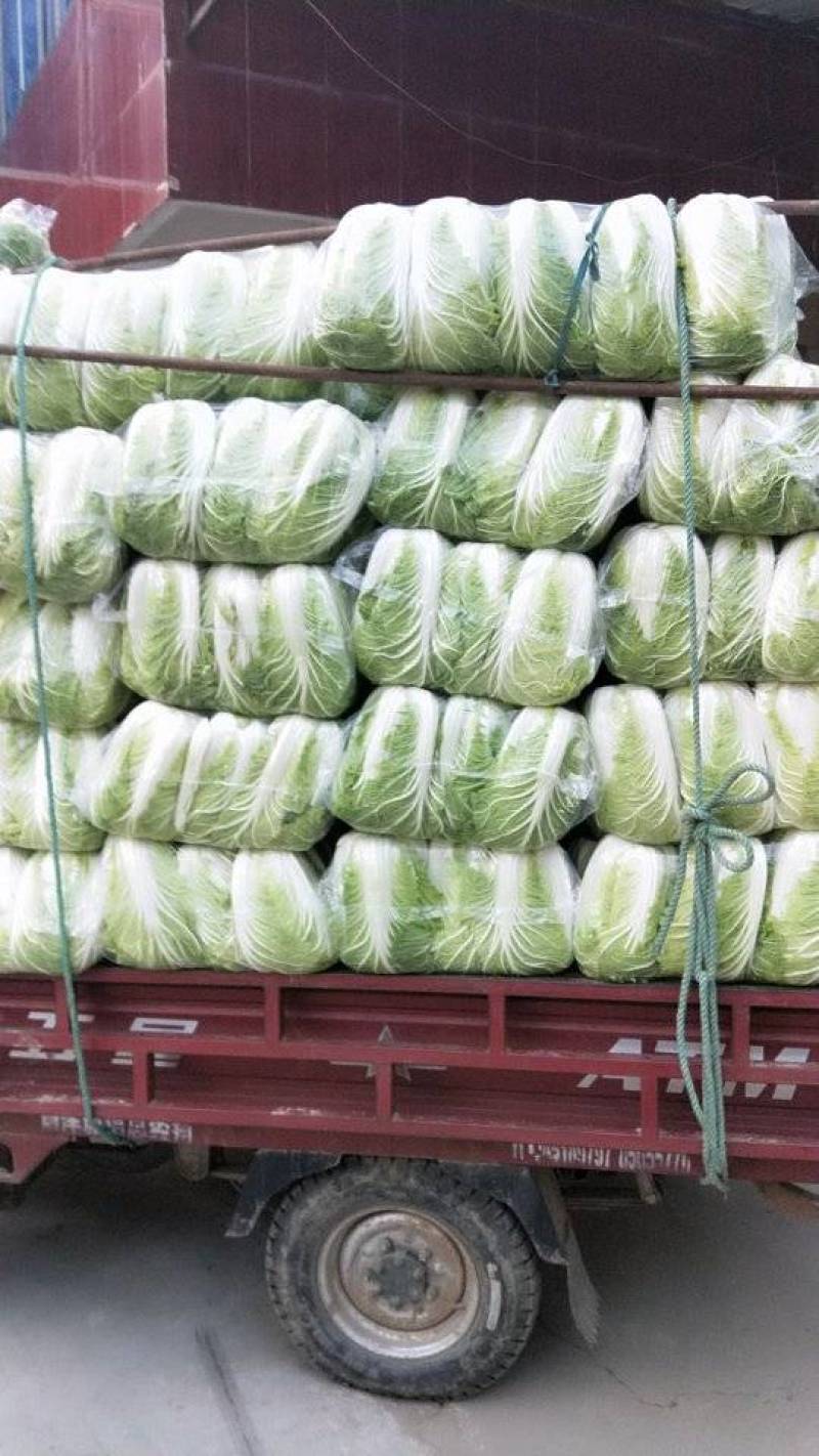 早春大棚白菜，东台一手货源，价格美丽，量大！！