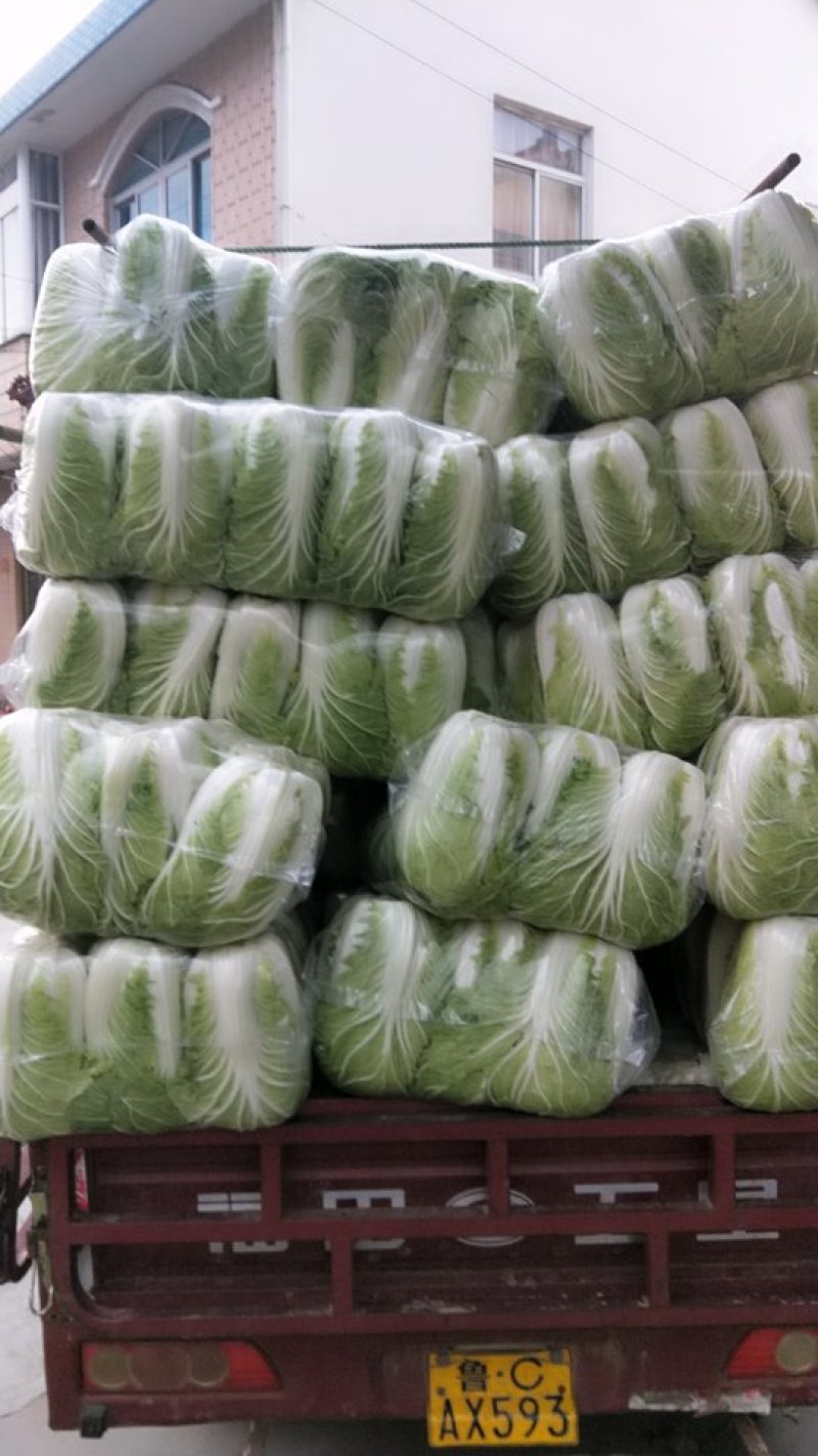 早春大棚白菜，东台一手货源，价格美丽，量大！！