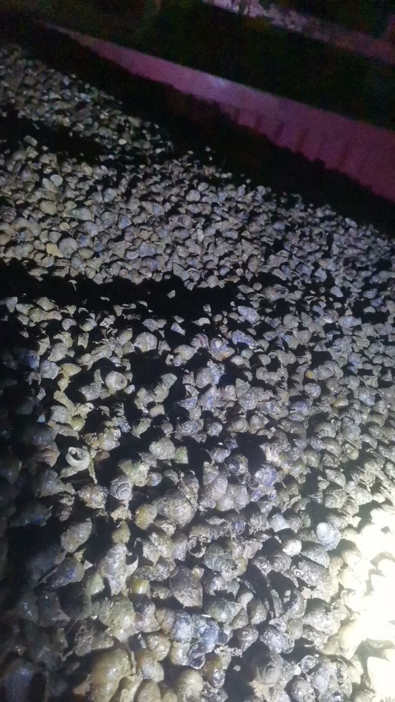 螺狮，田螺，食用螺，饲料螺，当天鲜货8吨起