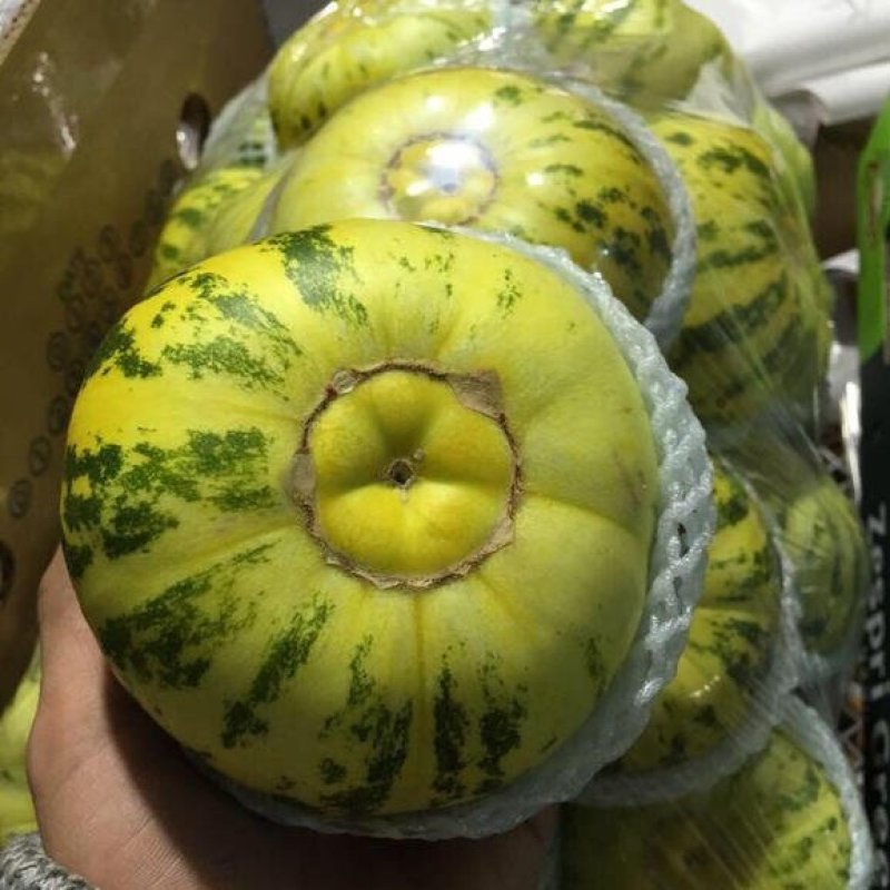 景甜花衣甜瓜种子早熟特甜花皮甜瓜种子抗病强高产糖度高甜瓜