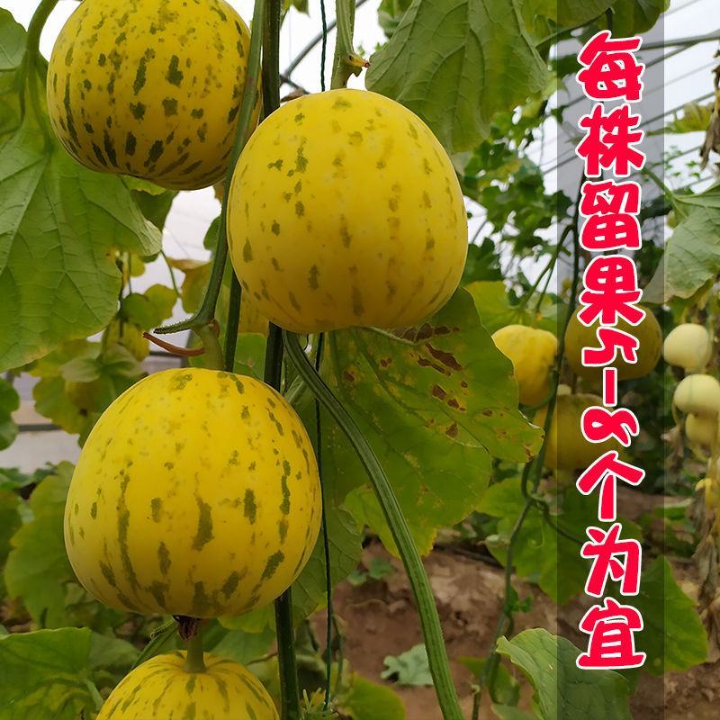 景甜花衣甜瓜种子早熟特甜花皮甜瓜种子抗病强高产糖度高甜瓜