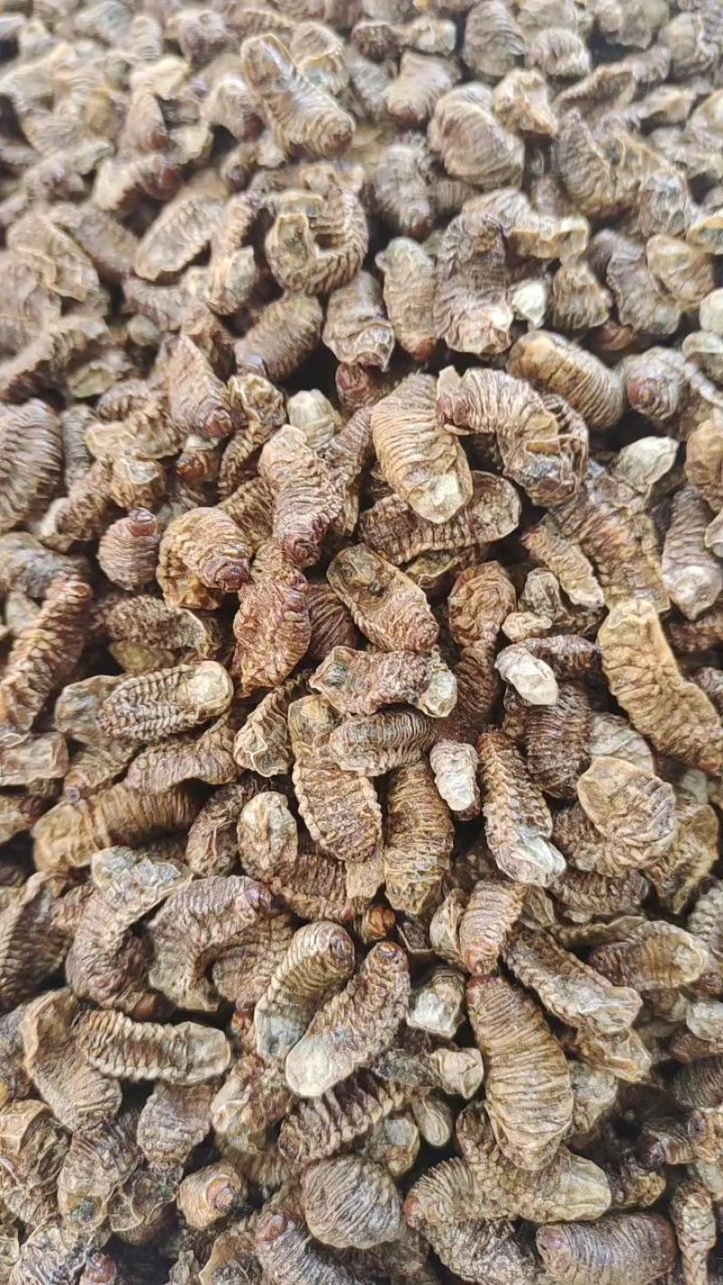精品蛴螬中药材蛴螬一手货源量大从欢欢迎采购下单