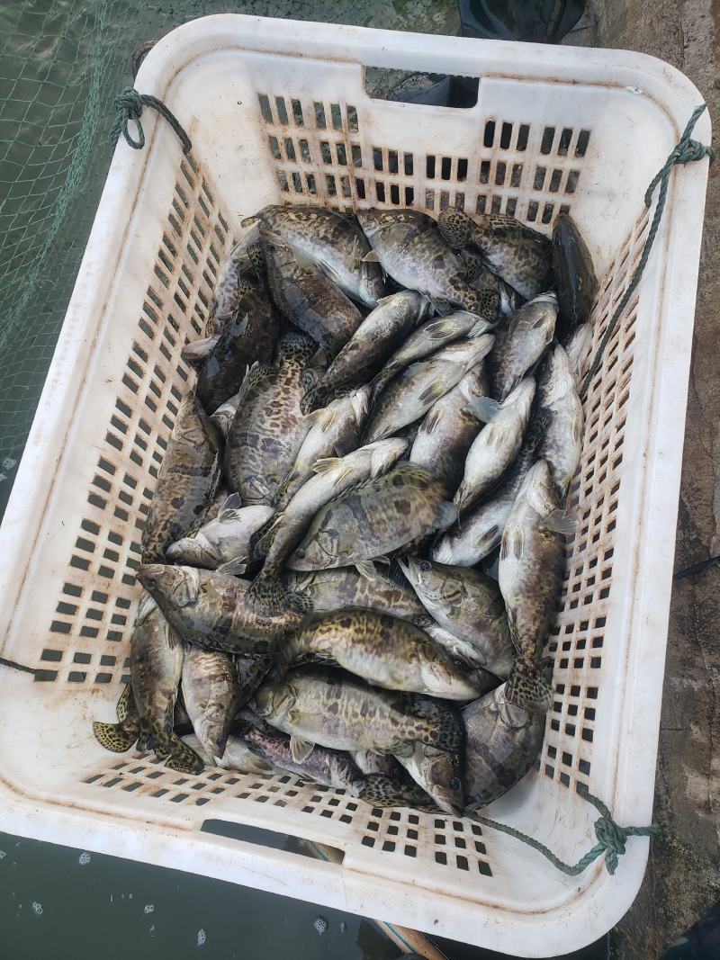 现货供应垂钓专用食用鳜鱼