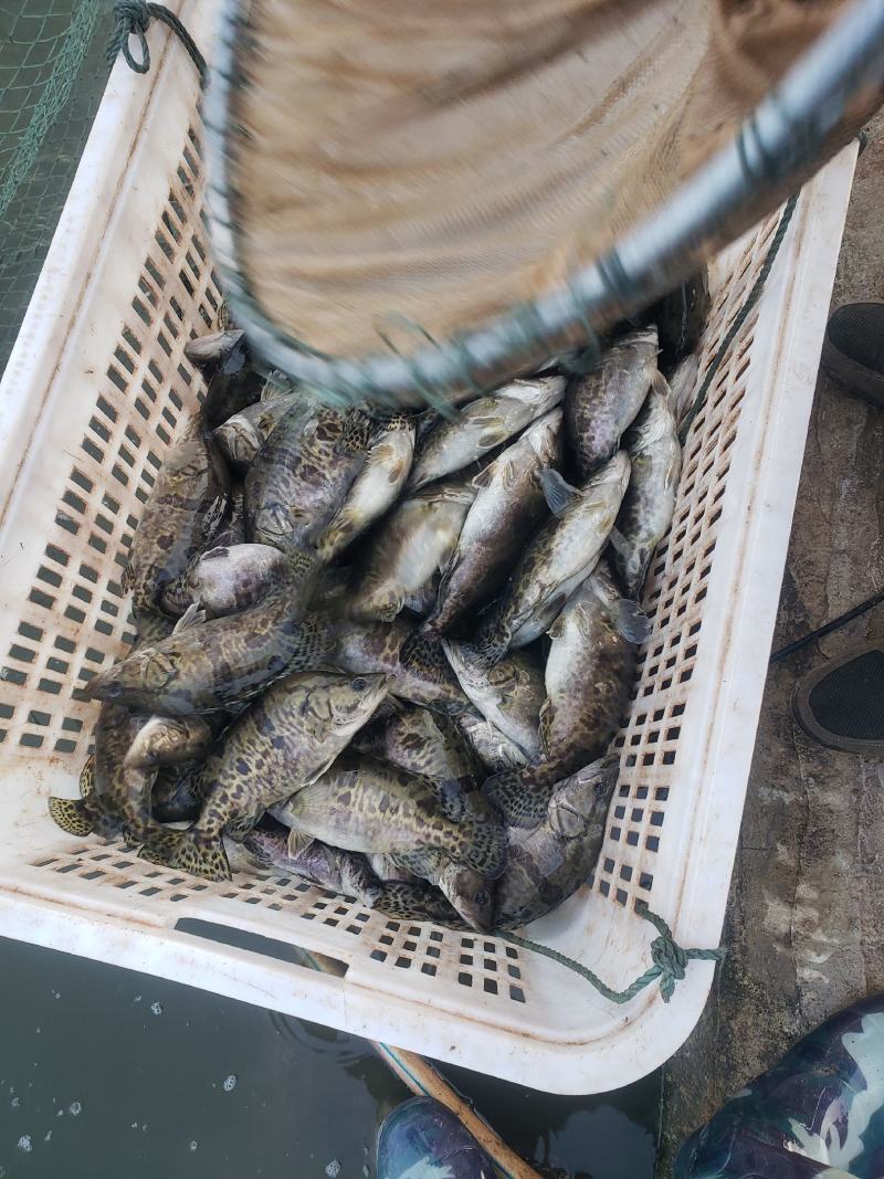 现货供应垂钓专用食用鳜鱼