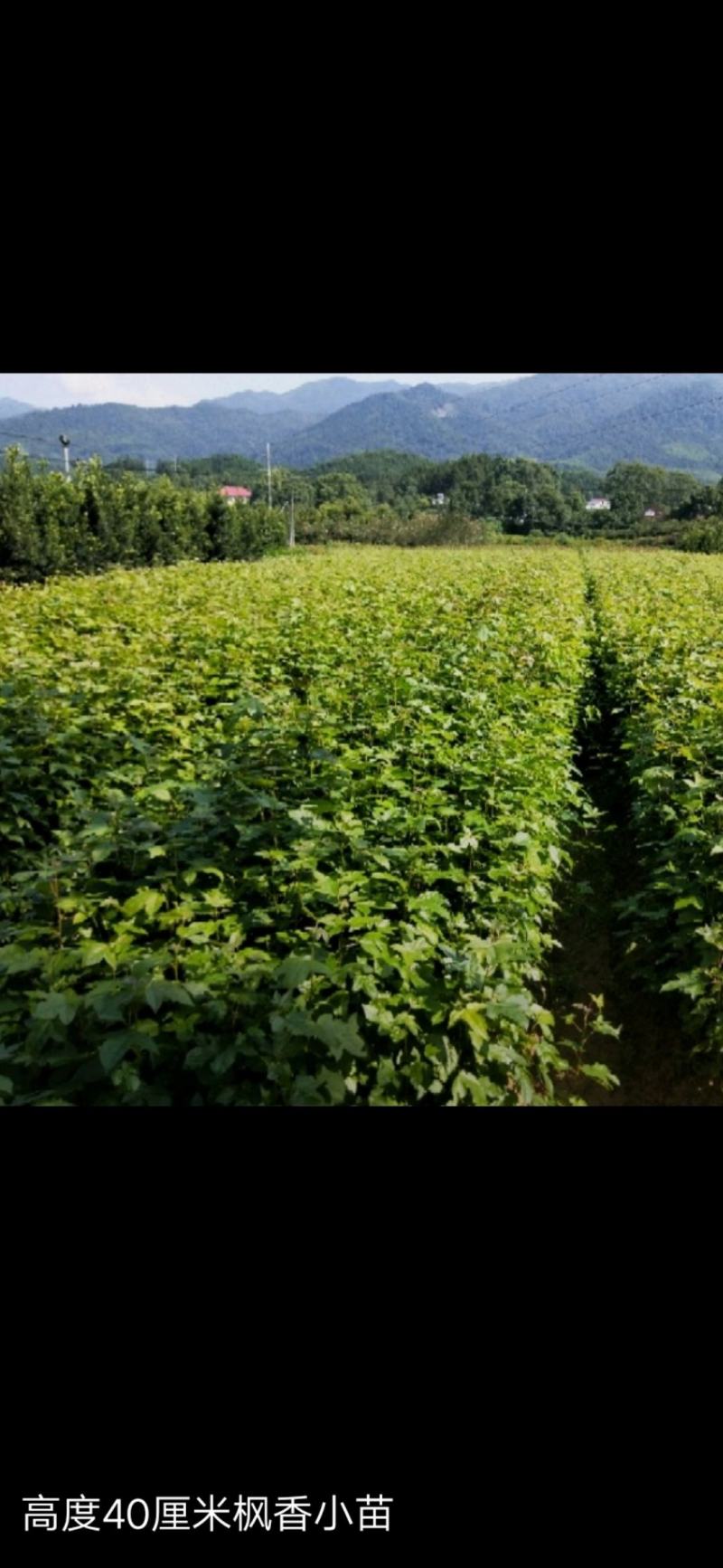 木荷杯苗基地直供规格齐全品质好价格低欢迎来电