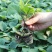 湖南中晚熟红长茄糯米油罐茄苗50棵基质穴盘苗易成活包邮