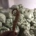 山东百亩地参泽兰根产量高商品性强适合林下种植