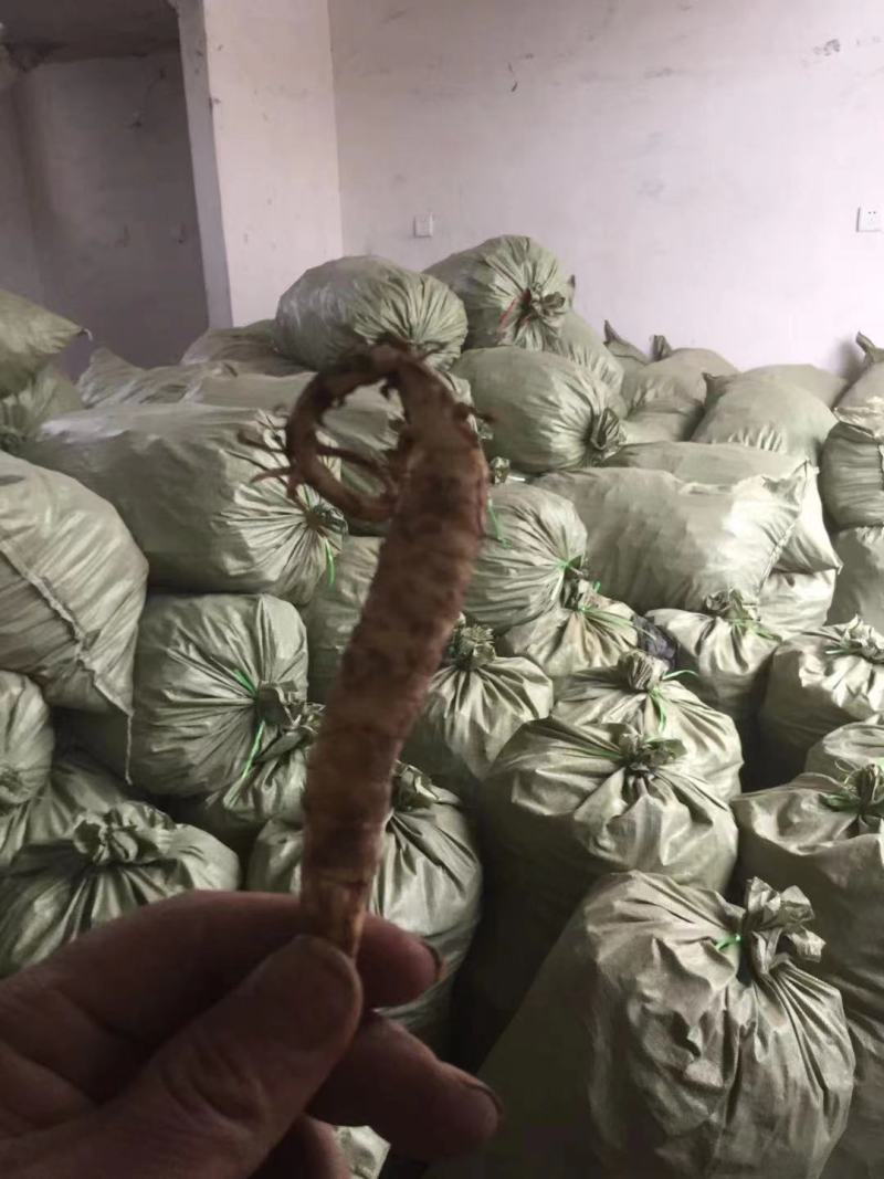 山东百亩地参泽兰根产量高商品性强适合林下种植