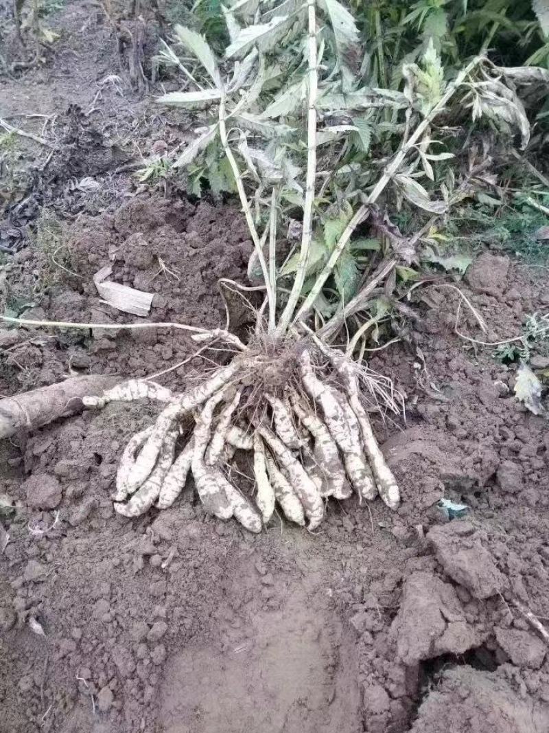 山东百亩地参泽兰根产量高商品性强适合林下种植