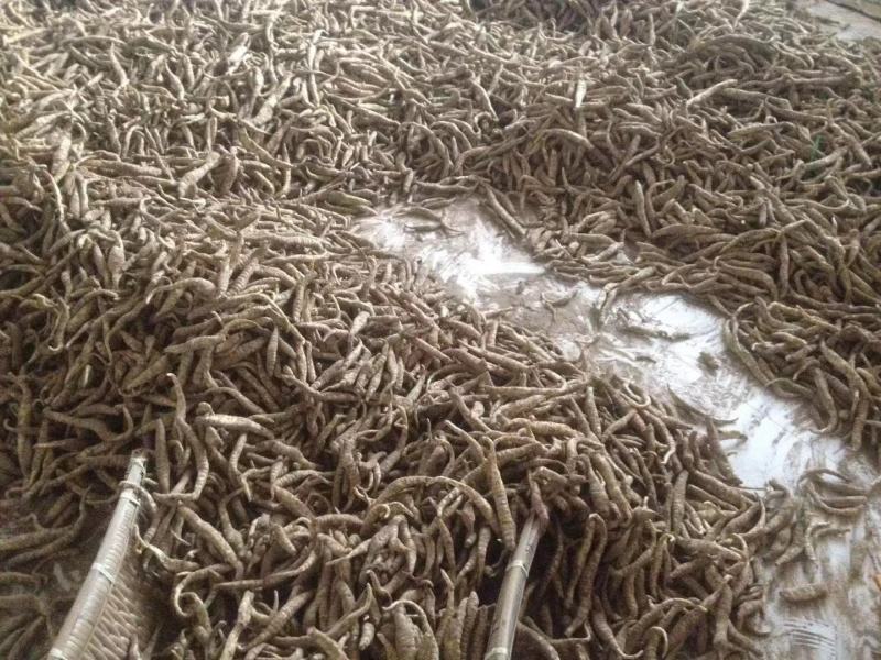 山东百亩地参泽兰根产量高商品性强适合林下种植