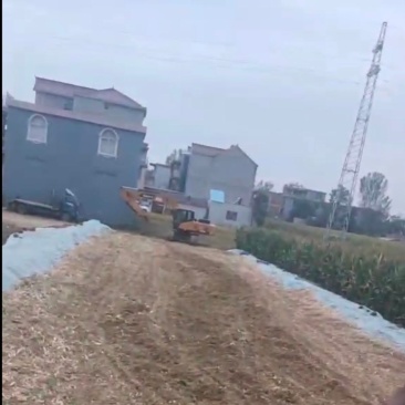 玉米黄储