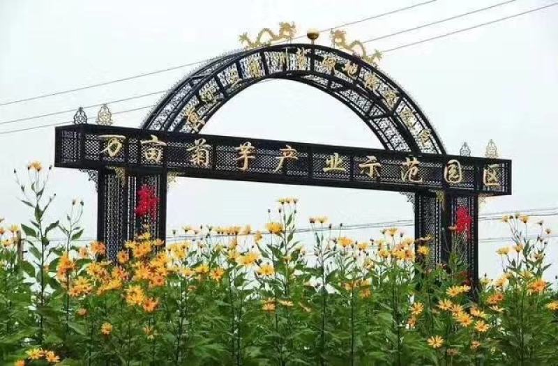 红果菊芋，胰岛果，红皮洋姜，产量高，欢迎老板采购
