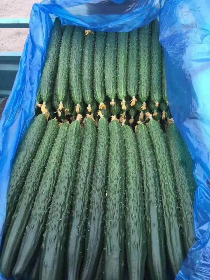 夏邑县密刺油亮绿瓤产地大量发货，干花带刺全国发货