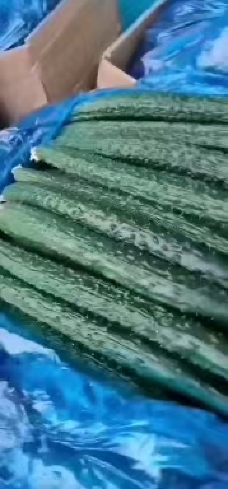 夏邑县密刺油亮绿瓤产地大量发货，干花带刺全国发货