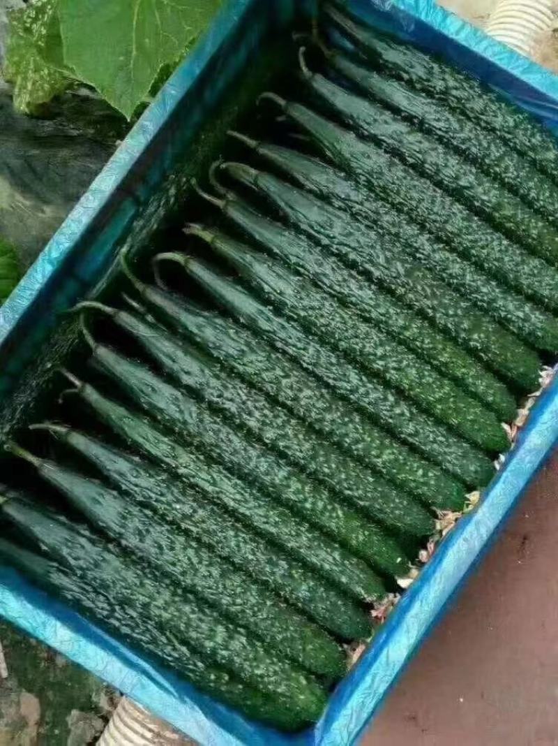 夏邑县密刺油亮绿瓤产地大量发货，干花带刺全国发货
