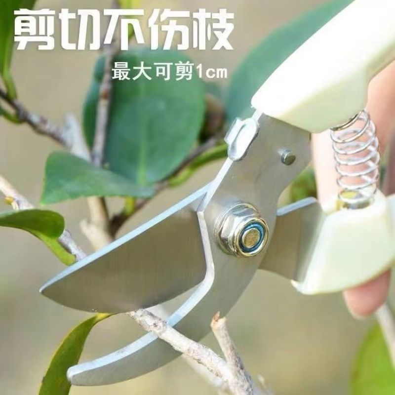 2把剪枝果树修枝剪刀园艺园林修花枝剪家用强力剪子神器花剪
