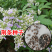 荆条种子牡荆五指风五指柑土常山黄荆柴黄金子蜜源绿肥荆条树