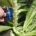 湖北荆门莴笋大量上市供应产地直发一手货源批发品质保证！