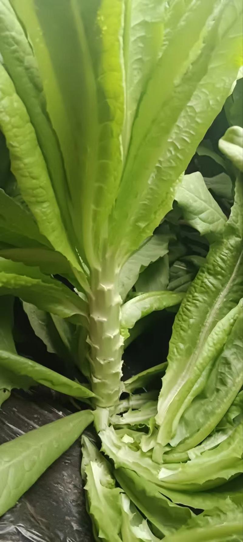 湖北荆门莴笋大量上市供应产地直发一手货源批发品质保证！