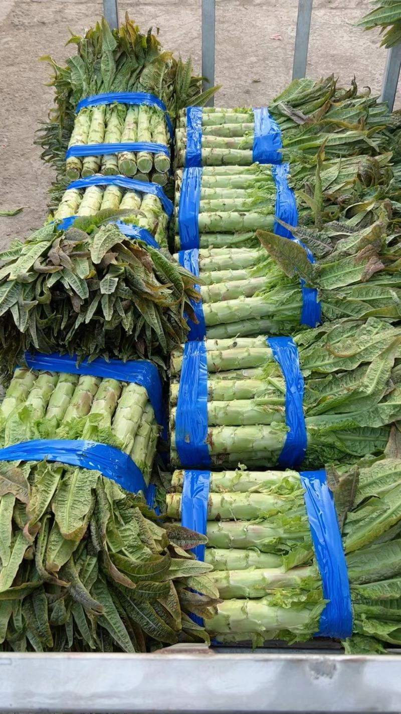 湖北荆门莴笋大量上市供应产地直发一手货源批发品质保证！